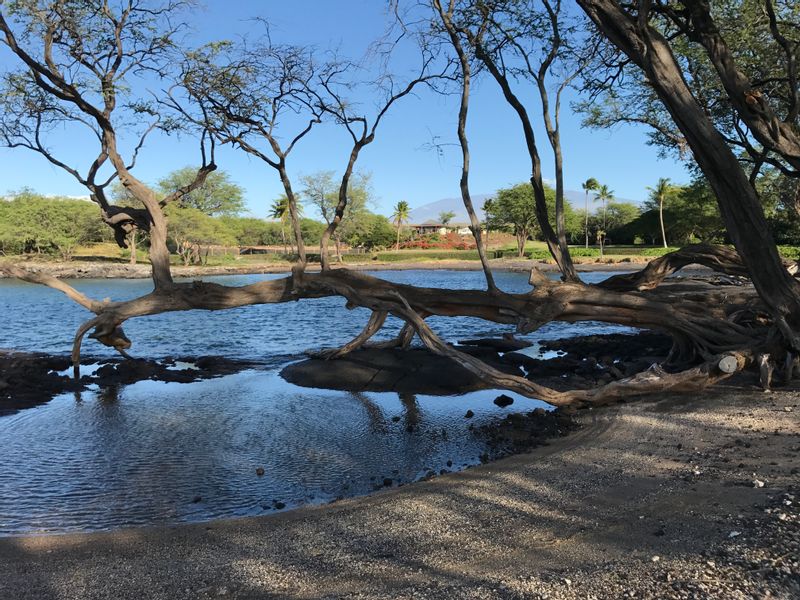 Maile Treehouse in Volcano